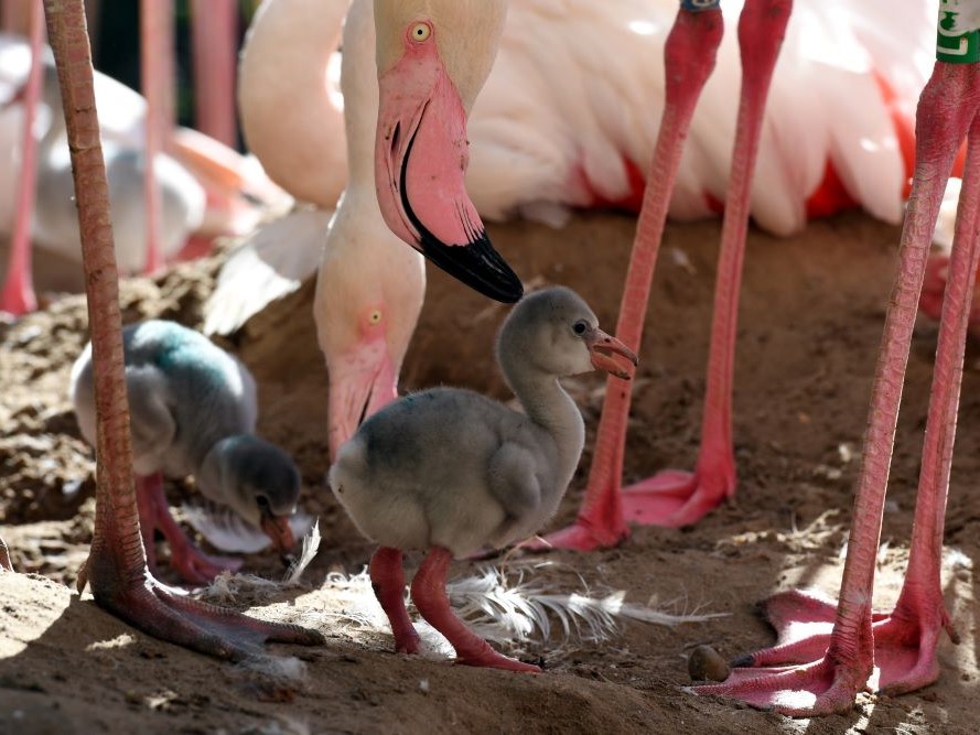 flamingófiókák