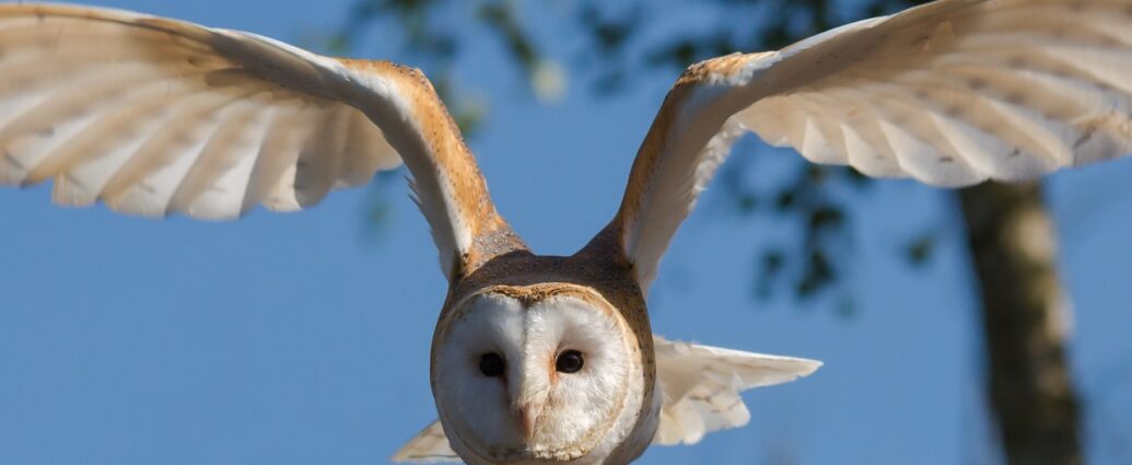 Gyöngybagoly Tyto alba bagoly baglyok -pixa