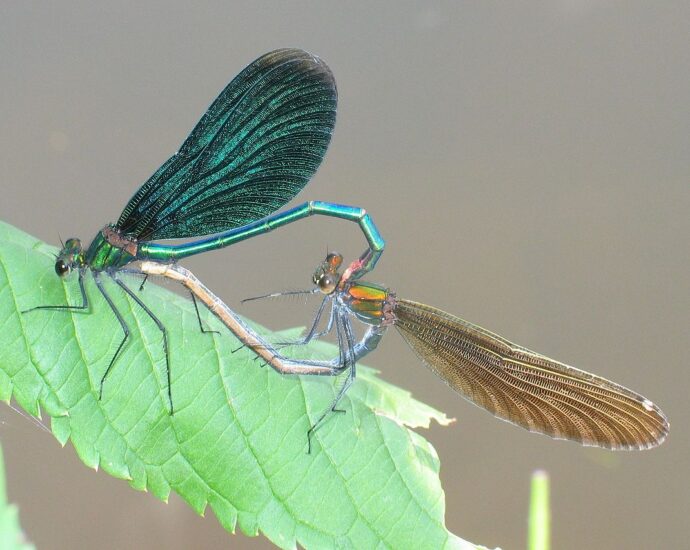 kisasszony-szitakötő védett szitakötők wiki Calopteryx virgo rovarok vízi rovarok patakok élővilága