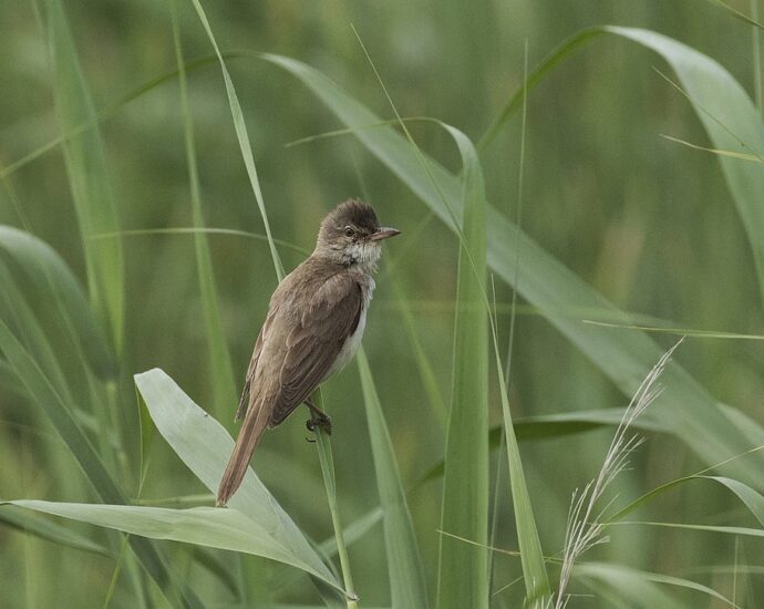 Nádirigó wiki Acrocephalus arundinaceus nádiposzáták nádirigó éneke nádas élővilága fészkelés
