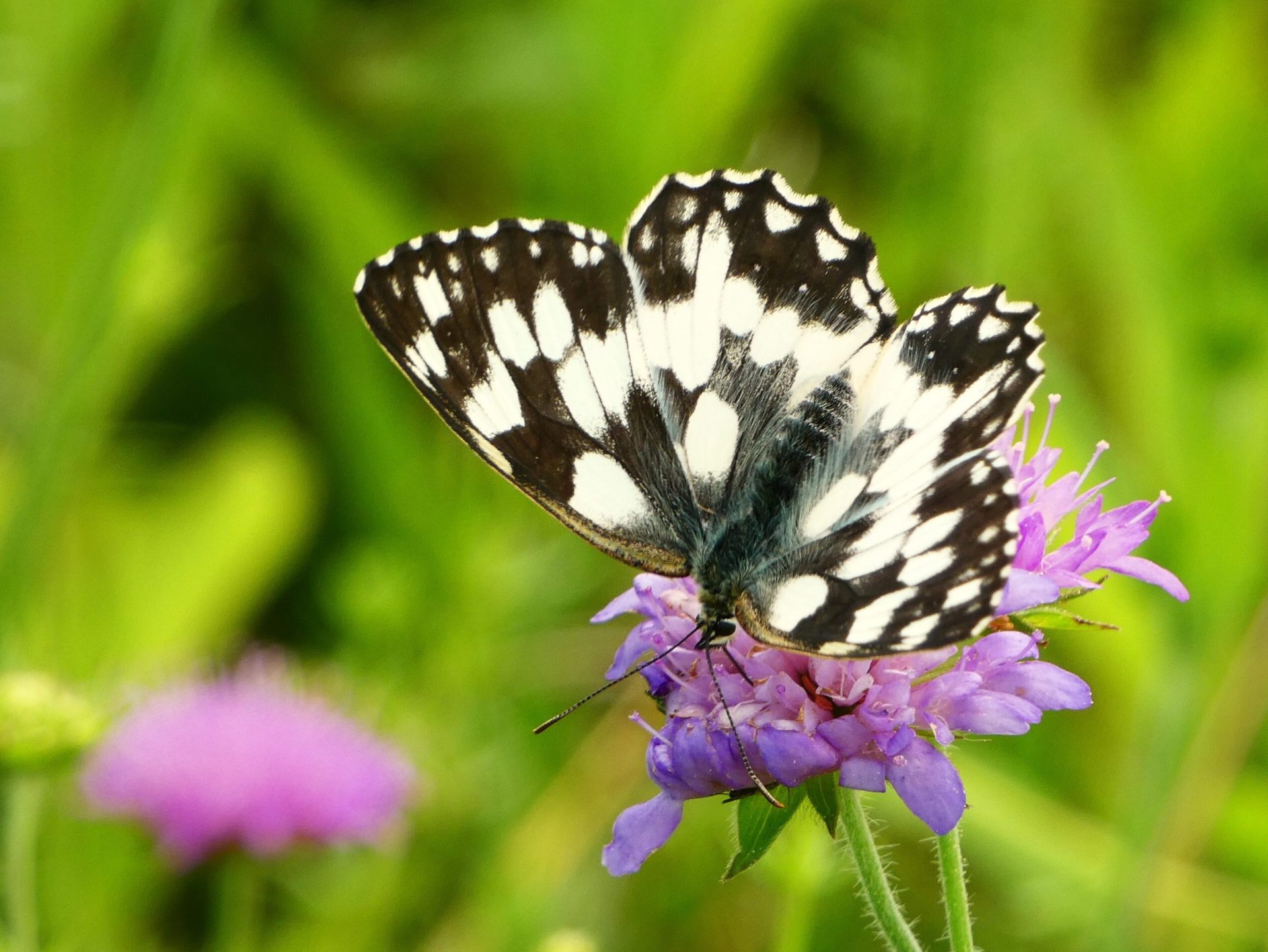 sakktáblalepke lepke lepkék Melanargia galathea nappali lepkék