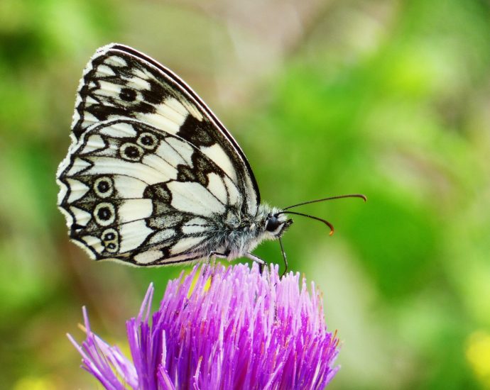 sakktáblalepke lepke lepkék Melanargia galathea nappali lepkék sakktáblalepke bugac