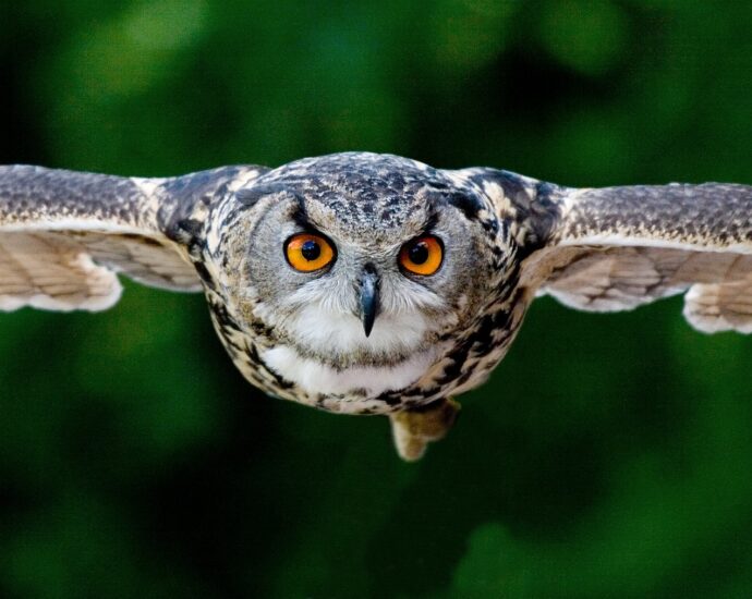 uhu Bubo bagoly baglyok bagolyfajok