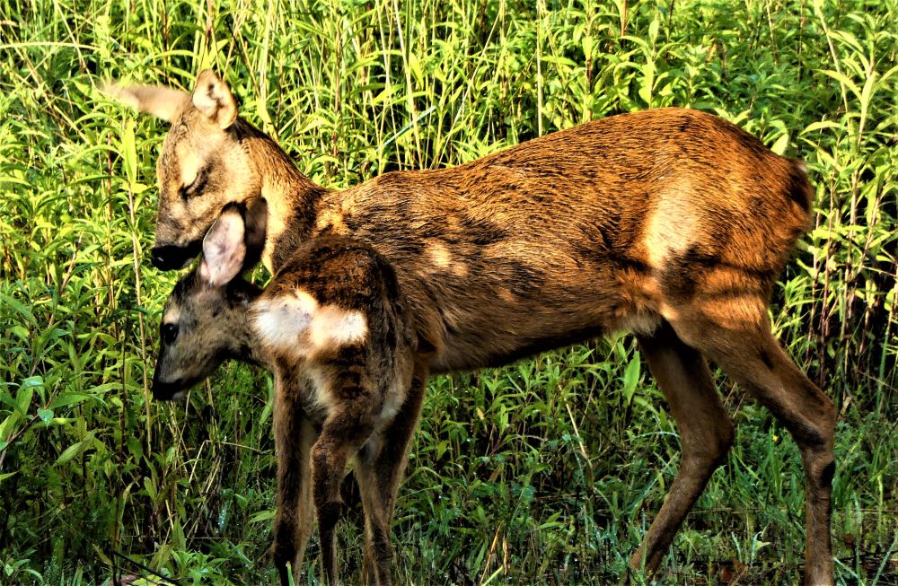 1000 őzek vad nagyvad vadászat európai őz