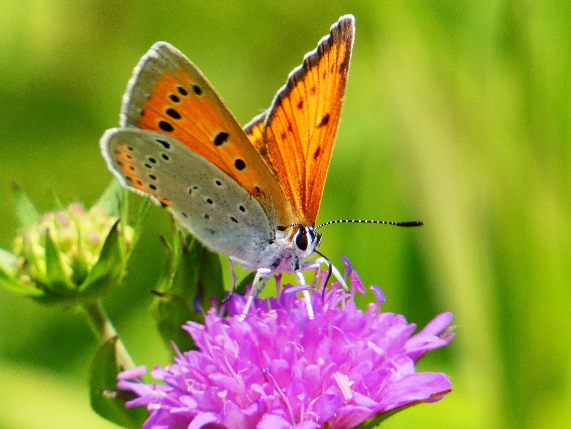 Lycaena dispar Nagy-tuzlepke-Lycaena-dispar-rutilus-him-Kuklis-Tibor-2