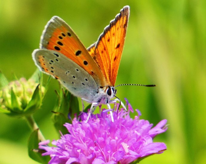 Lycaena dispar Nagy-tuzlepke-Lycaena-dispar-rutilus-him-Kuklis-Tibor-2