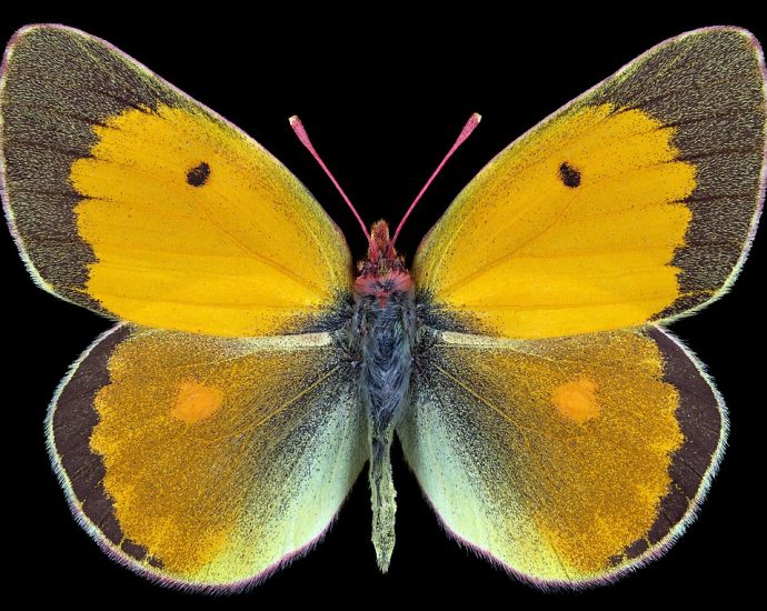 Narancsszínű kéneslepke | Colias myrmidone