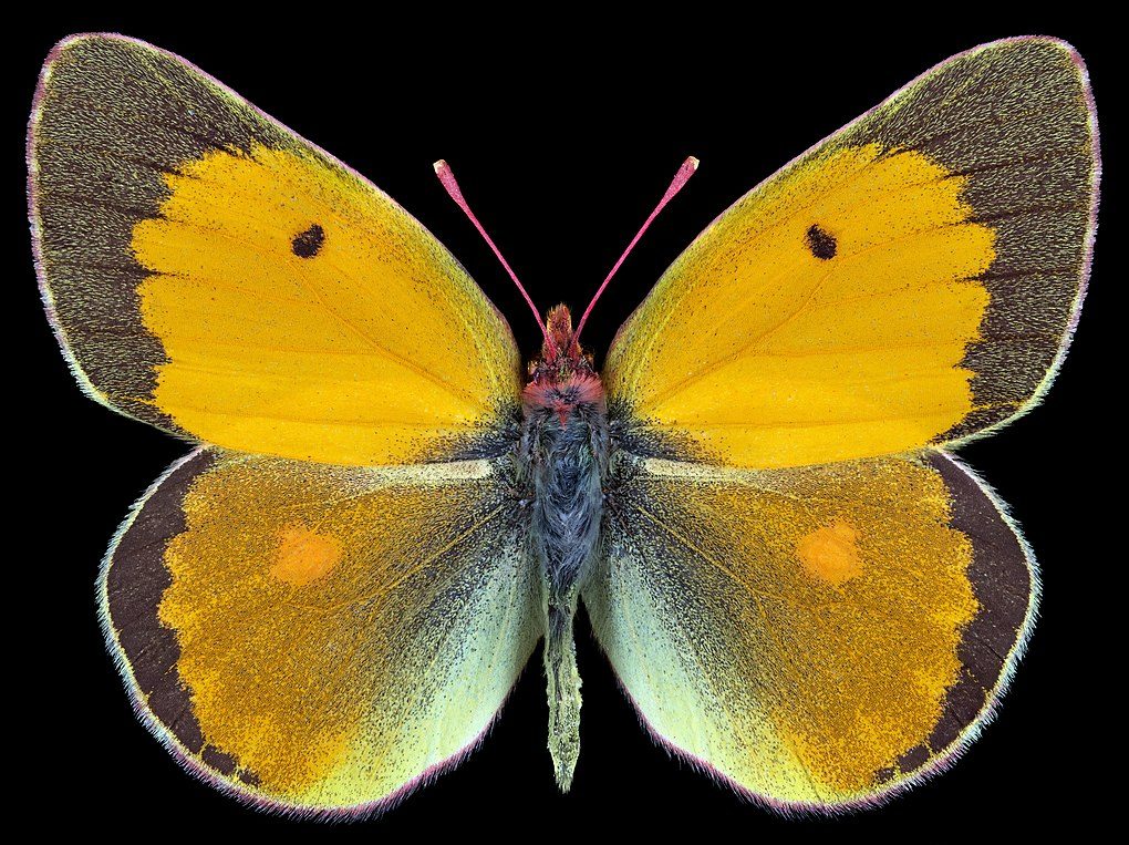 Narancsszínű kéneslepke | Colias myrmidone