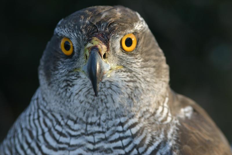 Héja Accipiter gentilis Hawk 