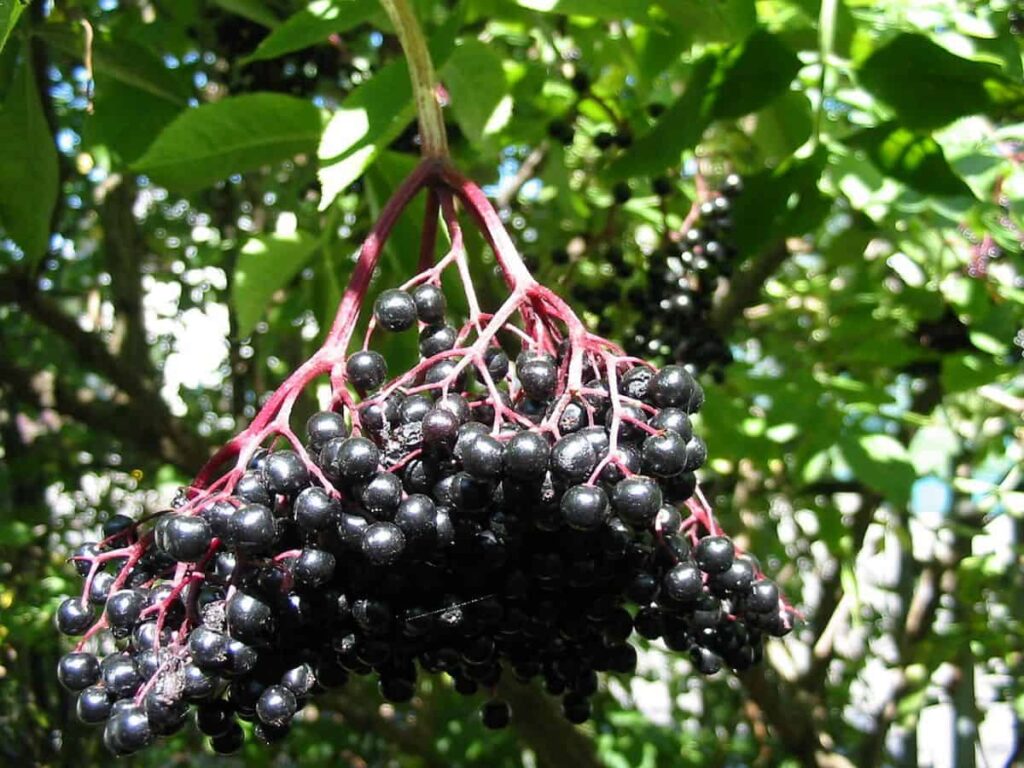 bodza-termése Sambucus nigra bodzabogyó hasznos növények gyógynövények
