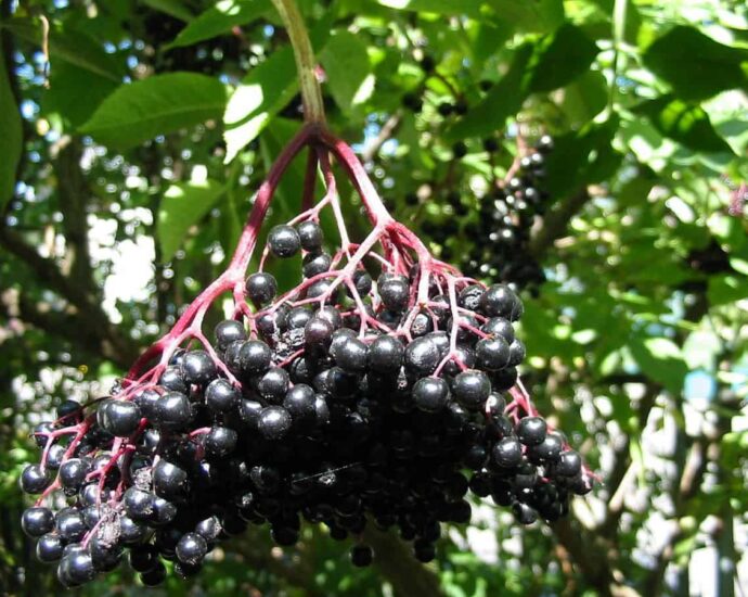 bodza-termése Sambucus nigra bodzabogyó hasznos növények gyógynövények