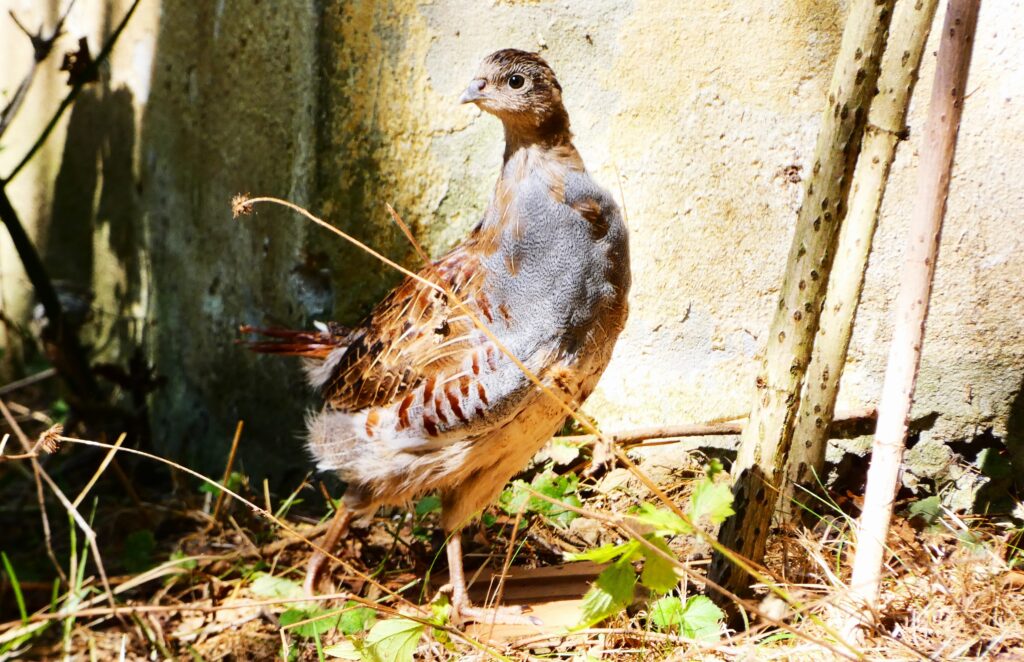 Fogoly | Perdix perdix | Grey partridge