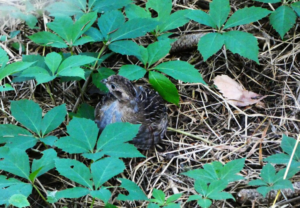 Fogoly perdix perdix Grey partridge