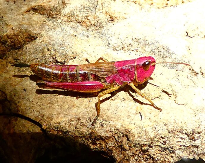 közönséges rétisáska Euchorthippus parallelus eritrizmus erythrism pink red 2