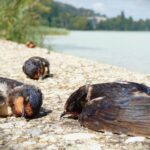 fecske fecskék pusztulása Balaton füsti fecske Hirundo rustica birding swallow