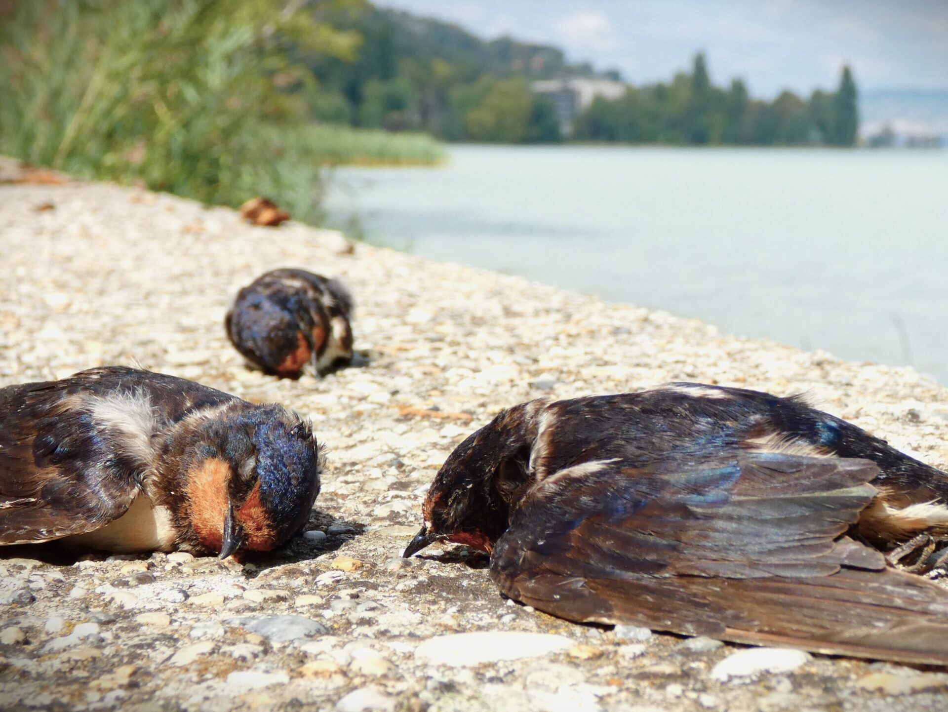 fecske fecskék pusztulása Balaton füsti fecske Hirundo rustica birding swallow