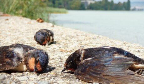 fecske fecskék pusztulása Balaton füsti fecske Hirundo rustica birding swallow