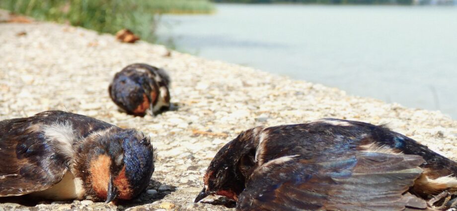 fecske fecskék pusztulása Balaton füsti fecske Hirundo rustica birding swallow