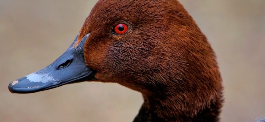 Barátréce Pochard Aythya ferina Európa Magyarország