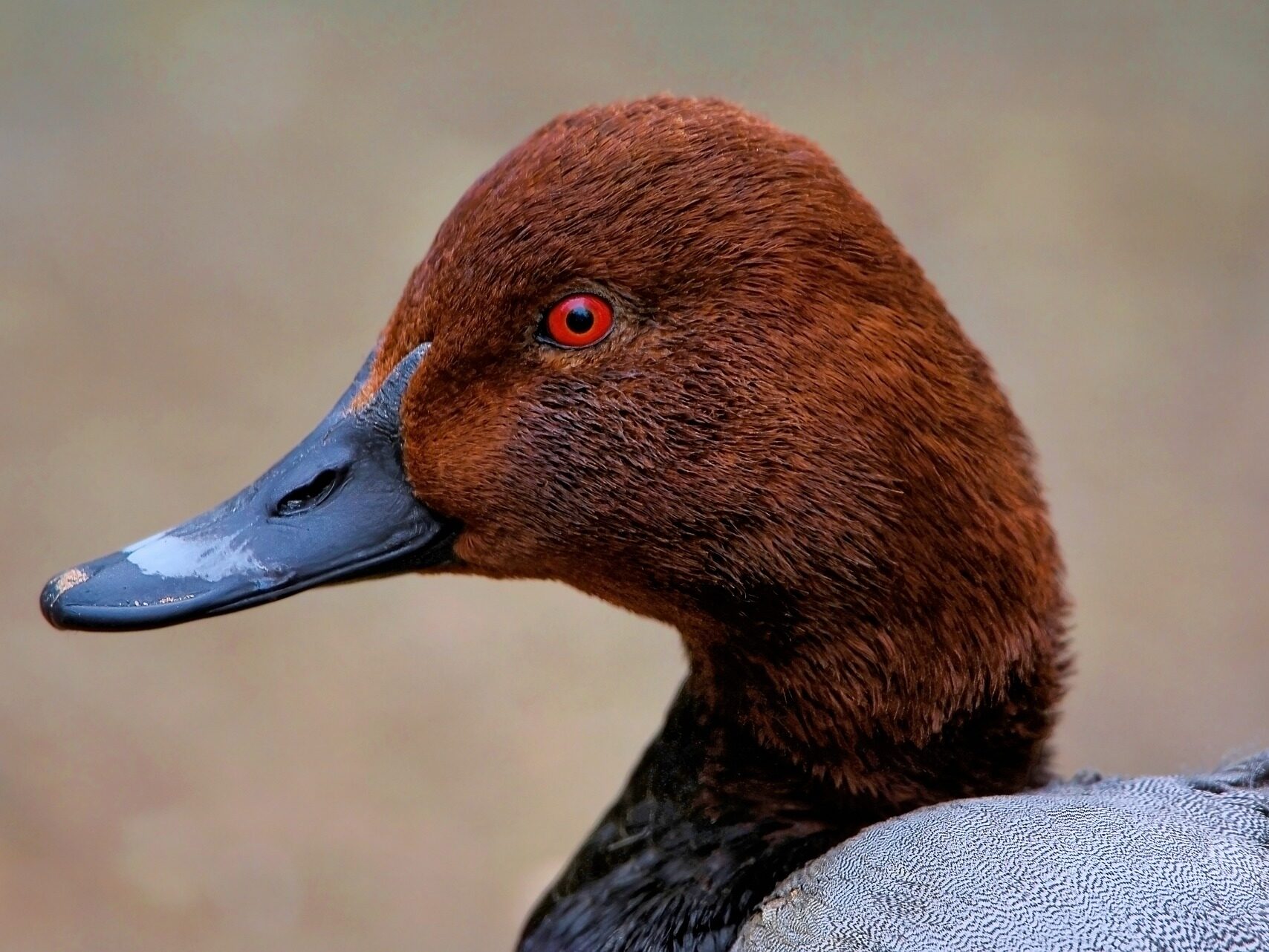 Barátréce Pochard Aythya ferina Európa Magyarország