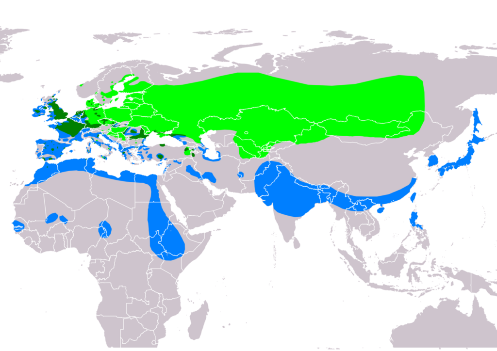 Barátréce Pochard Aythya ferina Európa Magyarország Brehm wiki elterejedés térkép