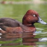 Cigányréce Aythya nyroca récék Magyarország és Európa madarai vízimadarak