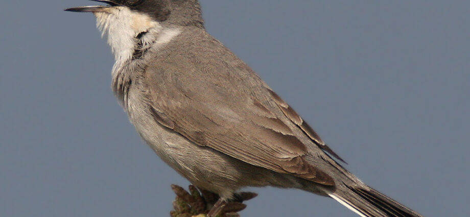 Dalos poszáta ritka poszáták madárritkaságok Curruca crassirostris Európa Magyarország