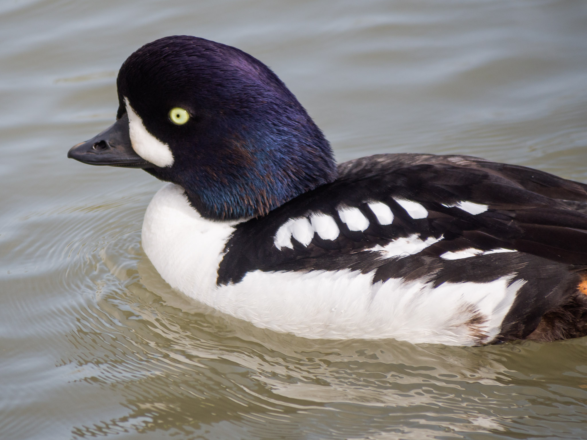 Barrow's Goldeneye Izlandi kerceréce Európa Magyarország wiki