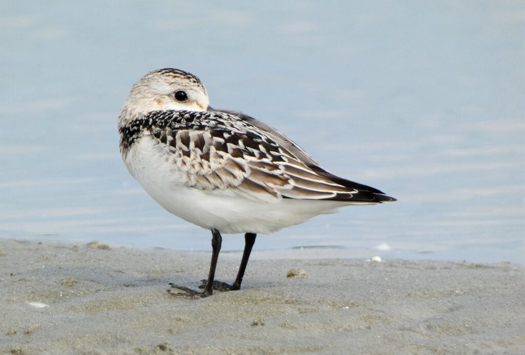 Fenyérfutó Calidris alba Magyarország Európa Balaton Centauri