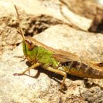 Pseudochorthippus parallelus - közönséges rétisáska zs sáska