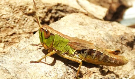 Pseudochorthippus parallelus - közönséges rétisáska zs sáska