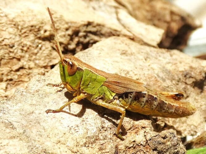 Pseudochorthippus parallelus - közönséges rétisáska zs sáska