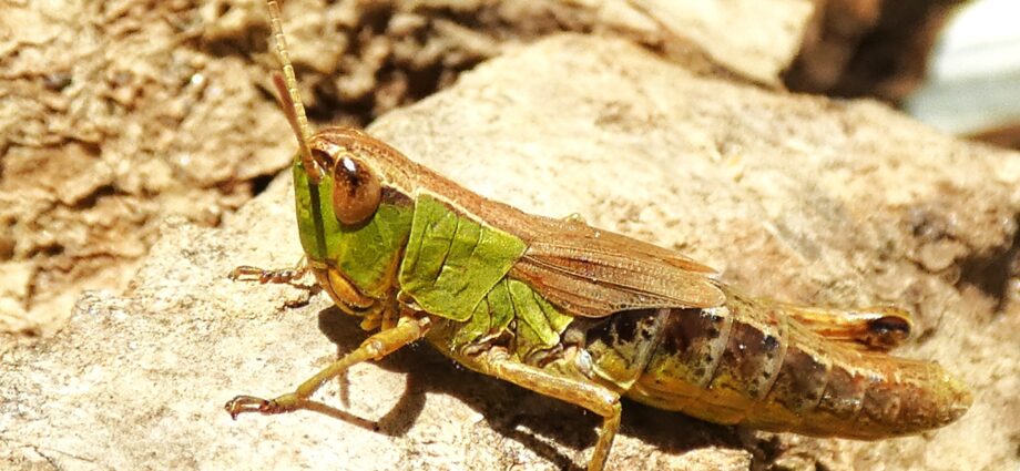 Pseudochorthippus parallelus - közönséges rétisáska zs sáska