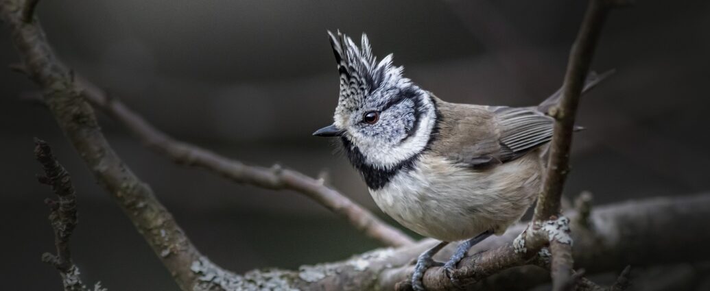 búbos cinege cinegék european-crested-tit madáretetés