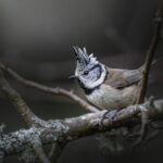 búbos cinege cinegék european-crested-tit madáretetés