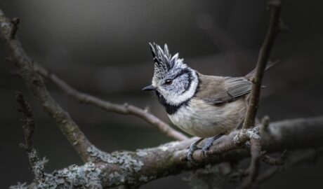 búbos cinege cinegék european-crested-tit madáretetés