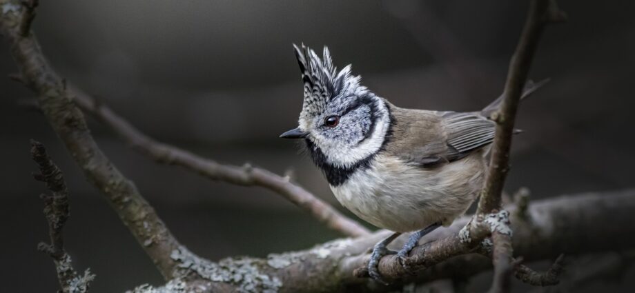 búbos cinege cinegék european-crested-tit madáretetés