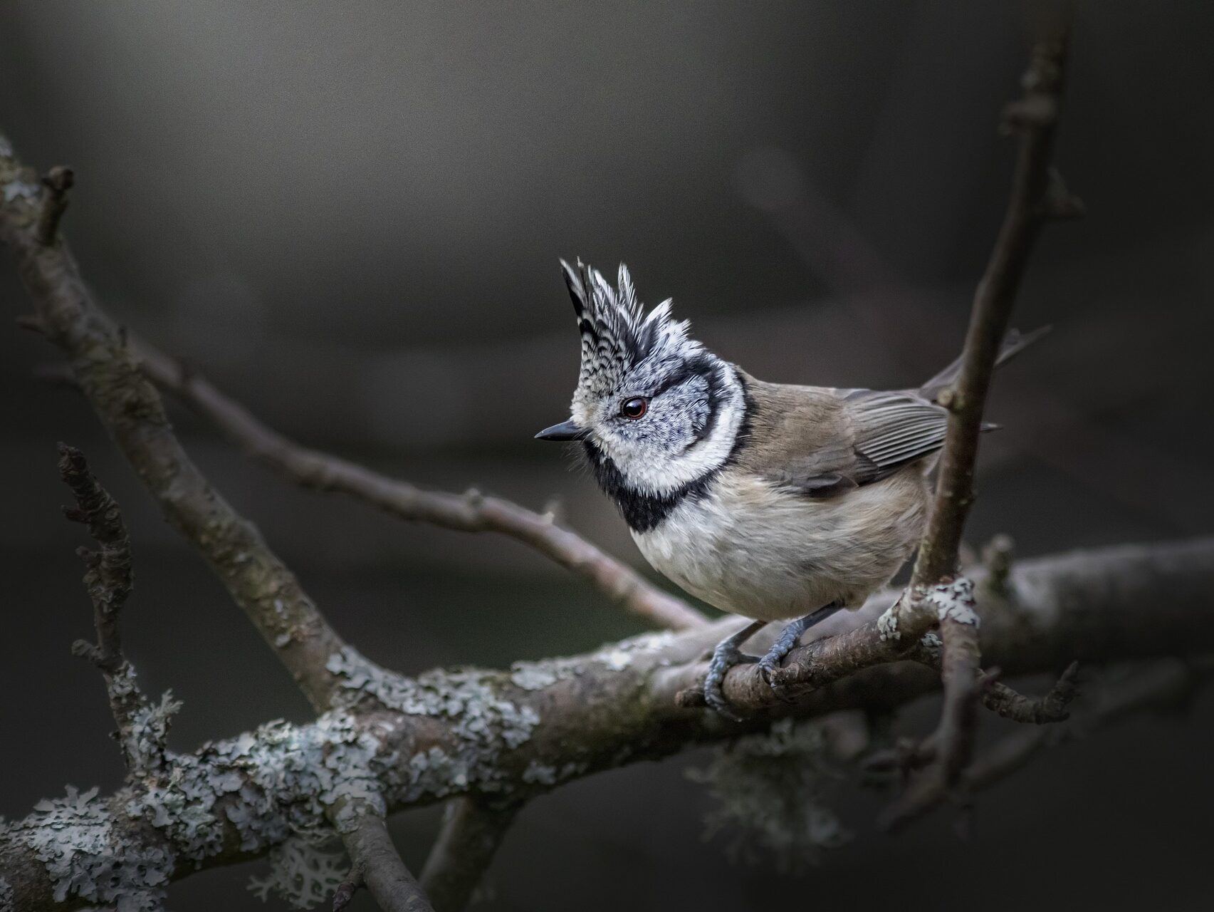 búbos cinege cinegék european-crested-tit madáretetés