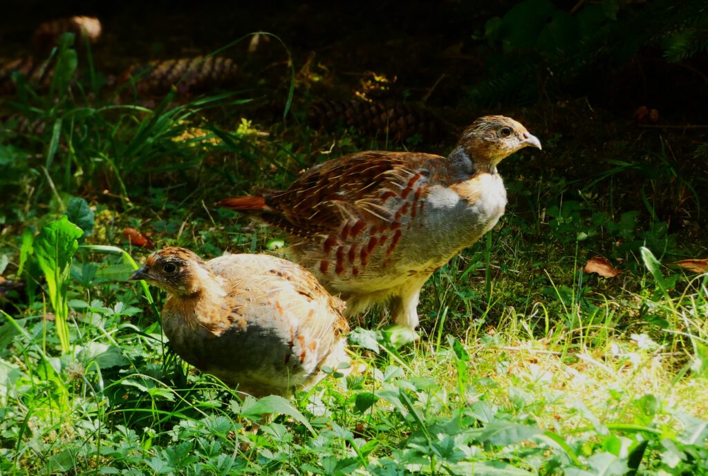 fogoly grey partridge perdix perdix