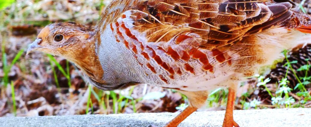 fogoly visszatelepítés terasz szeptember Centauri madárvédelem fajvédelem