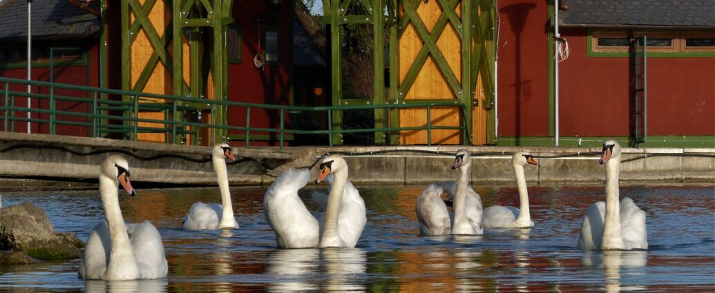Bütykös hattyú Cygnus olor Balaton Magyarország Európa fotó Centauri Keszthely