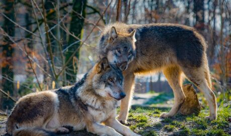 őshonos nagyragadozók farkas farkasok Európa Magyarország wolf wolves