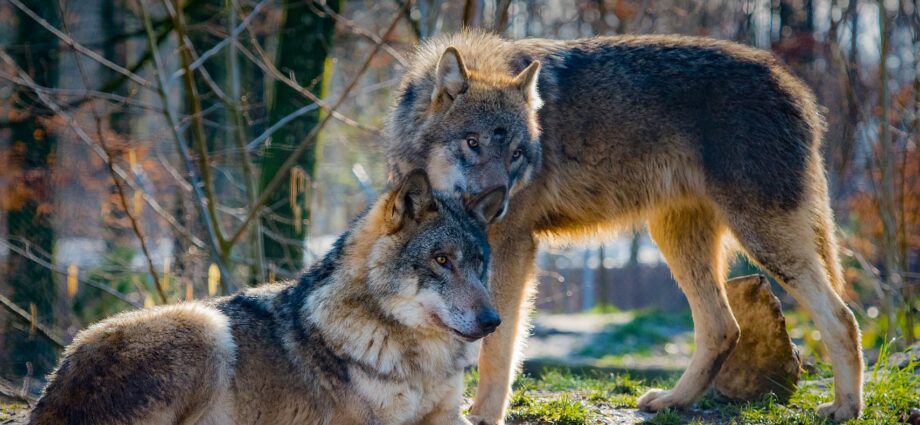 őshonos nagyragadozók farkas farkasok Európa Magyarország wolf wolves