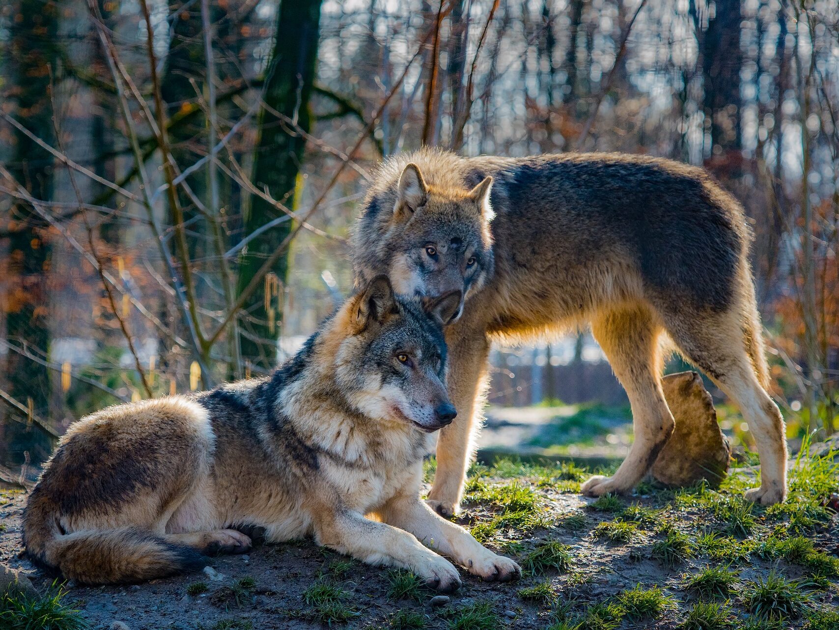 őshonos nagyragadozók farkas farkasok Európa Magyarország wolf wolves