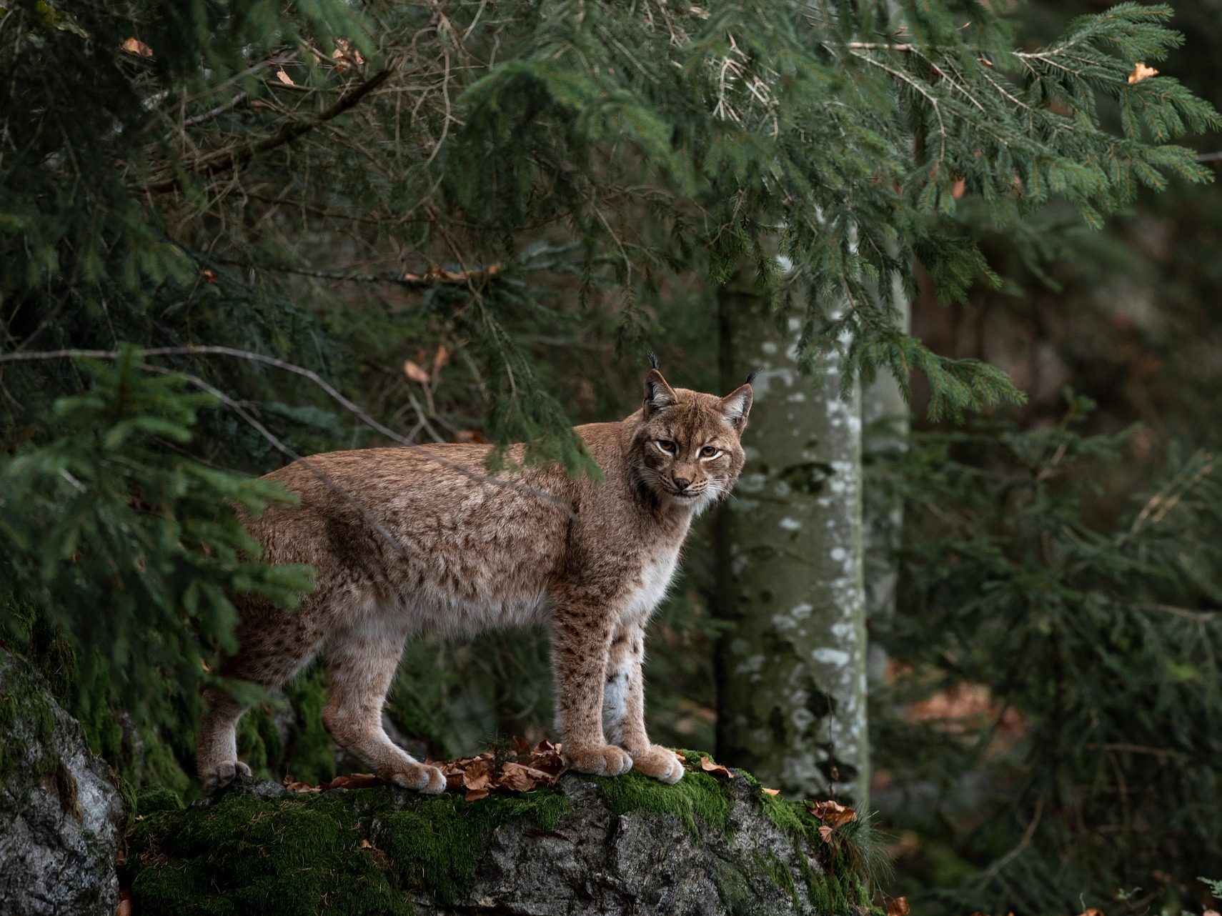 őshonos nagyragadozók hiúz Európa Magyarország Lynx pixa 1
