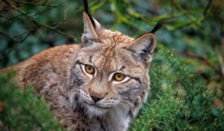 hiúz eurázsiai őshonos nagyragadozók hiúz lynx Európa Magyarország