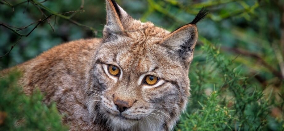 hiúz eurázsiai őshonos nagyragadozók hiúz lynx Európa Magyarország