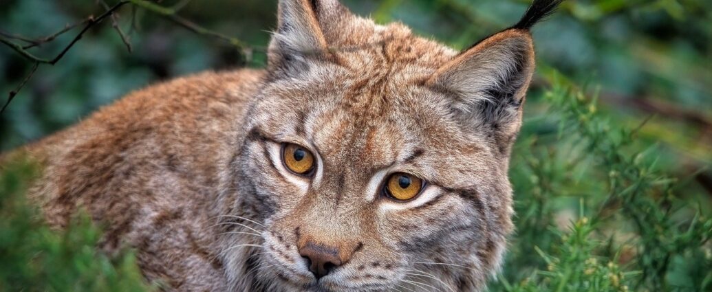 hiúz eurázsiai őshonos nagyragadozók hiúz lynx Európa Magyarország