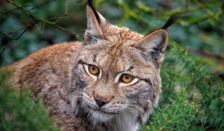 hiúz eurázsiai őshonos nagyragadozók hiúz lynx Európa Magyarország