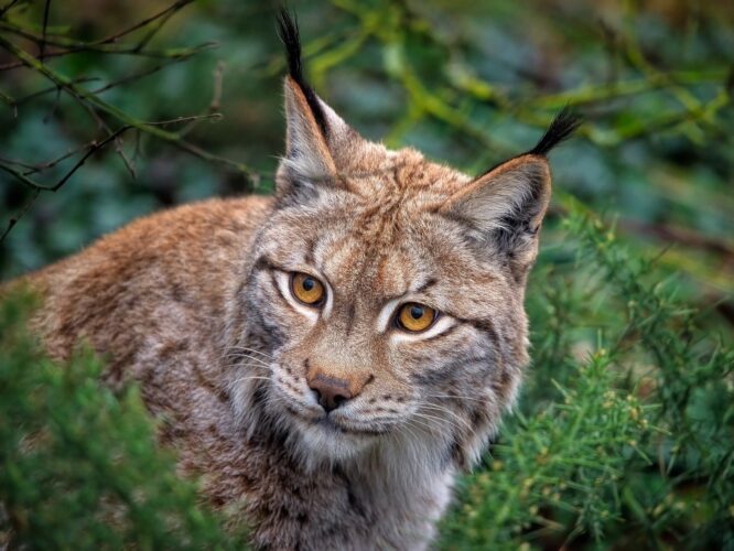 hiúz eurázsiai őshonos nagyragadozók hiúz lynx Európa Magyarország